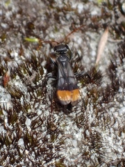 Calopompilus irritabilis