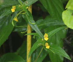 Impatiens dalzellii