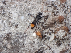 Calopompilus irritabilis