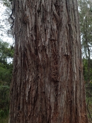 Eucalyptus oblonga