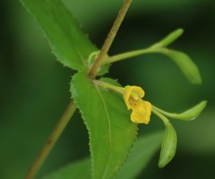 Impatiens dalzellii