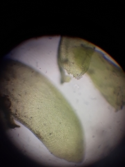 Neckera laevigata