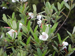 Eucryphia lucida