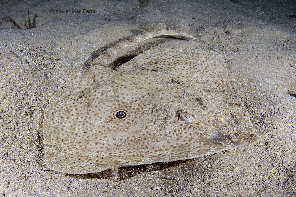Brown Ray