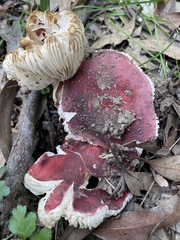 Russula persanguinea