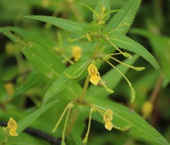 Impatiens dalzellii