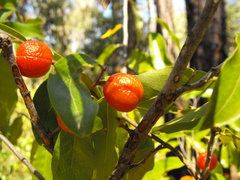 Petalostigma pachyphyllum
