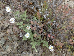 Vittadinia australis