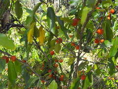 Petalostigma pachyphyllum