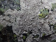 Lecanora rupicola