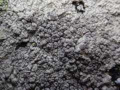 Lecanora rupicola