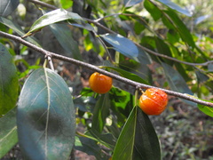 Petalostigma pachyphyllum