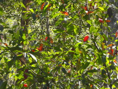 Petalostigma pachyphyllum