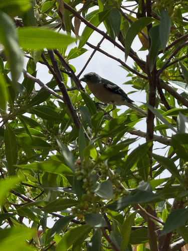 African Chaffinch