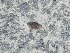 Stenocotini