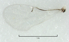 Odontofroggatia galili