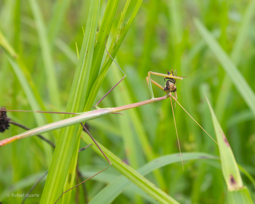 Brazilian Stick Mantis