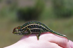 Furcifer campani