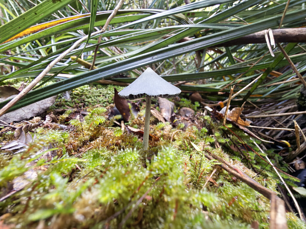 Entoloma canoconicum · April 2026 · photo: © jeremy_rolfe (iNaturalist, cc-by)