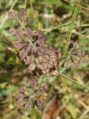 Lepidium campestre