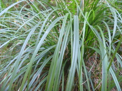 Carex solandri