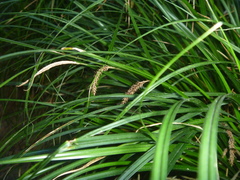 Carex solandri