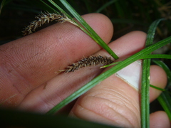 Carex solandri