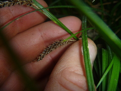 Carex solandri