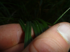 Carex solandri