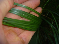 Carex solandri