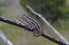 Furcifer campani