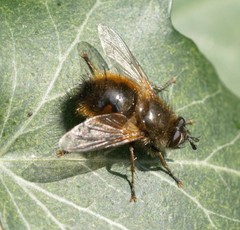 Tachina lurida