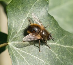 Tachina lurida