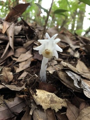 Monotropastrum humile glaberrimum