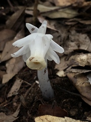 Monotropastrum humile glaberrimum
