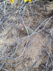 Mammillaria dioica