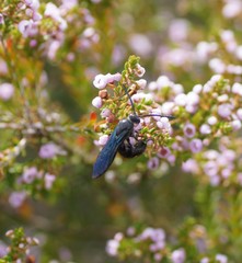 Laeviscolia frontalis