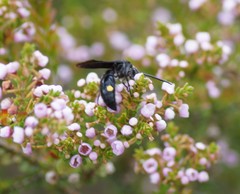Laeviscolia frontalis