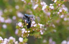 Laeviscolia frontalis