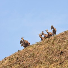 Nilgiritragus hylocrius