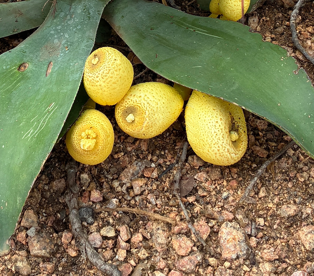 Leucocoprinus birnbaumii · April 2026 · photo: © rrcreech52 (iNaturalist, cc0)