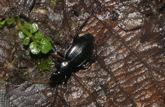 Dyscolus