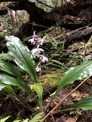 Calanthe aristulifera