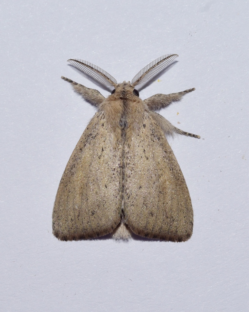 Laelia diascia