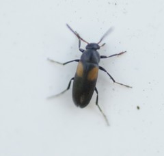 Anaspis fasciata