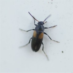 Anaspis fasciata