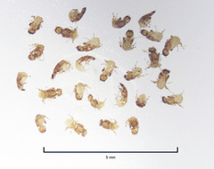 Eupristina verticillata