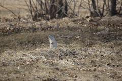 Urocitellus undulatus