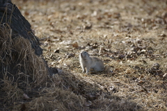 Urocitellus undulatus