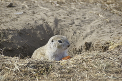 Urocitellus undulatus